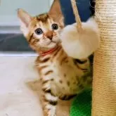 ベンガル【福岡県・女の子・2025年8月1日・ブラウンスポテットタビー(ロゼット)】の写真3「おもちゃに夢中😸かまってちゃん💓」