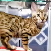 ベンガル【福岡県・女の子・2025年6月15日・ブラウンスポテットタビー(ロゼット)】の写真3