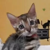 ベンガル【福岡県・女の子・2025年5月3日・ブラウンスポテットタビー(ロゼット)】の写真13「人懐っこくて可愛い性格です💓お目目くりくり、、美人です！」