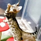 ベンガル【福岡県・女の子・2025年6月15日・ブラウンスポテットタビー(ロゼット)】の写真5