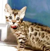 ベンガル【福岡県・女の子・2025年8月3日・ブラウンスポテットタビー(ロゼット)】の写真2「ヒョウ柄が綺麗です！」