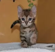 ベンガル【福岡県・女の子・2025年1月17日・ブラウンスポテットタビー(ロゼット)】の写真6「活発で、とても元気😃✨」