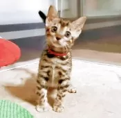 ベンガル【福岡県・女の子・2025年8月3日・ブラウンスポテットタビー(ロゼット)】の写真4