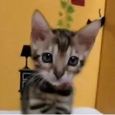 ベンガル【福岡県・女の子・2025年5月3日・ブラウンスポテットタビー(ロゼット)】の写真11「大きなお目目くりくり、💓」