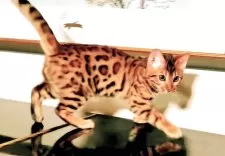 ベンガル【福岡県・男の子・2025年8月18日・ブラウンスポテットタビー(ロゼット)】の写真8