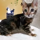 ベンガル【福岡県・女の子・2025年3月20日・ブラウンマーブルドタビー】の写真4「可愛いお顔！」