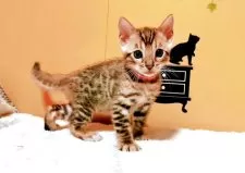 ベンガル【福岡県・女の子・2025年8月18日・ブラウンスポテットタビー(ロゼット)】の写真3「ヒョウ柄が綺麗です！」