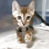 ベンガル【福岡県・女の子・2025年3月20日・ブラウンマーブルドタビー】の写真9