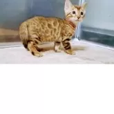 ベンガル【福岡県・女の子・2025年8月1日・ブラウンスポテットタビー(ロゼット)】の写真10