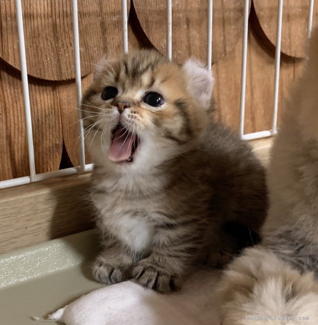 渚玲子ブリーダーのブログ：子猫情報🐾