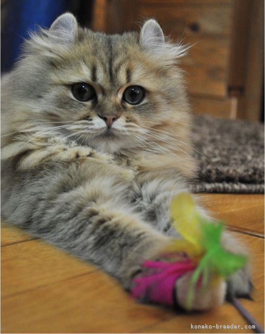 アメリカンカール【・女の子・2018年12月5日・チンチラゴールデン】