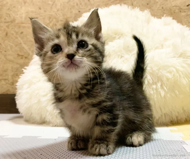 ID:2112-00932の子猫