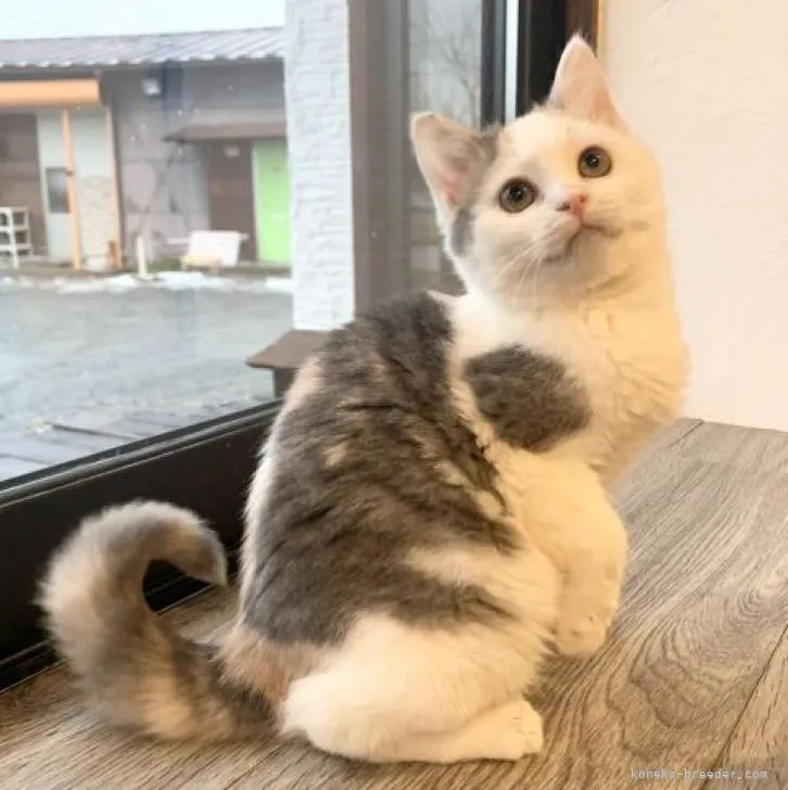 ID:2302-01135の子猫