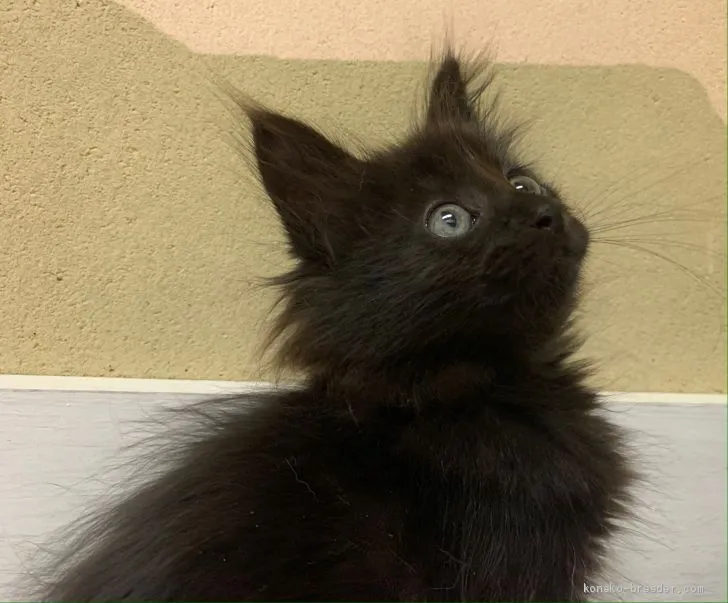 ID：2007-02100の子猫