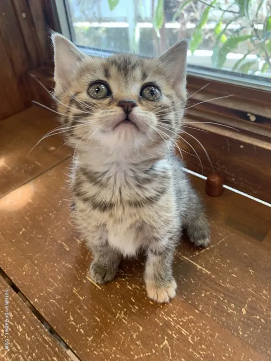 ID：2103-00031の子猫