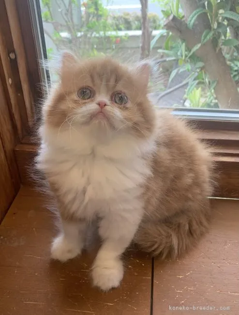 ID：2204-00452の子猫