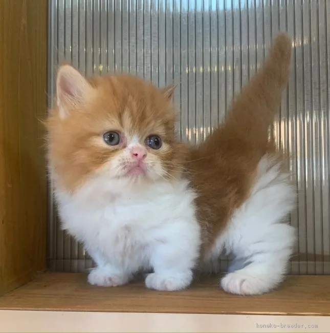 ID：2007-01245の子猫