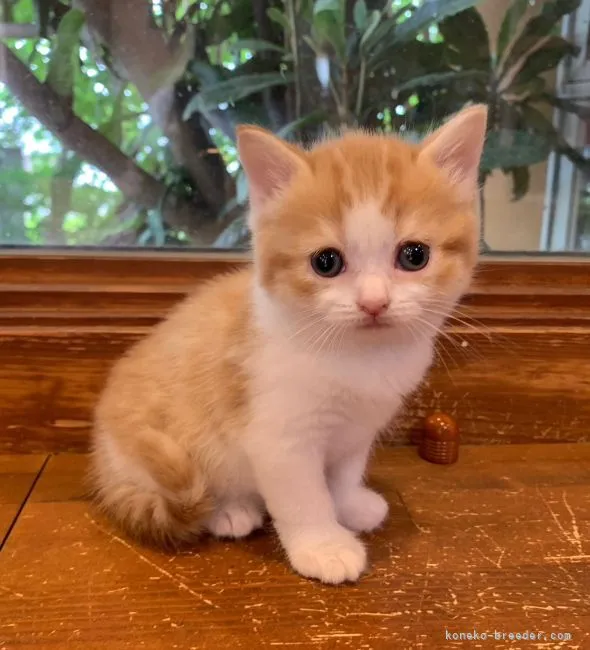 ID：2106-02624の子猫