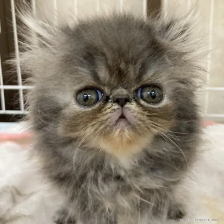 ID：2308-02374の子猫