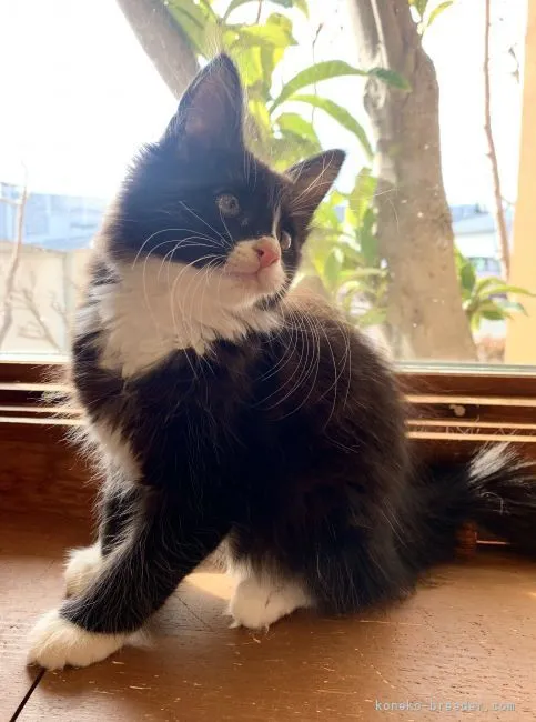 ID：2201-00248の子猫