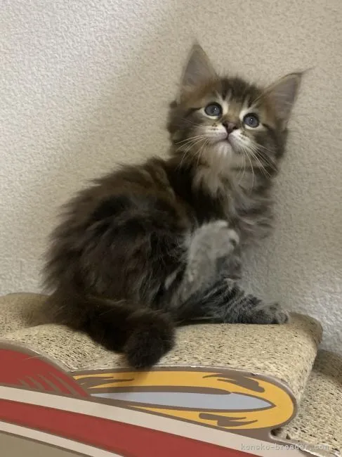 ID:2110-01773の子猫