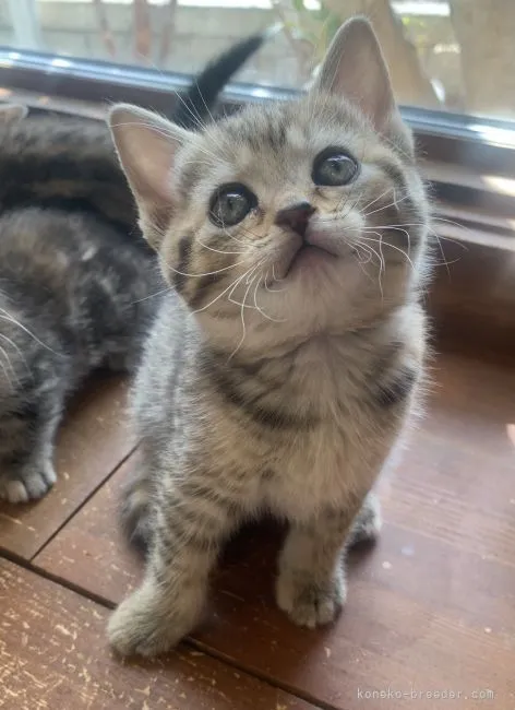 ID：2202-01951の子猫
