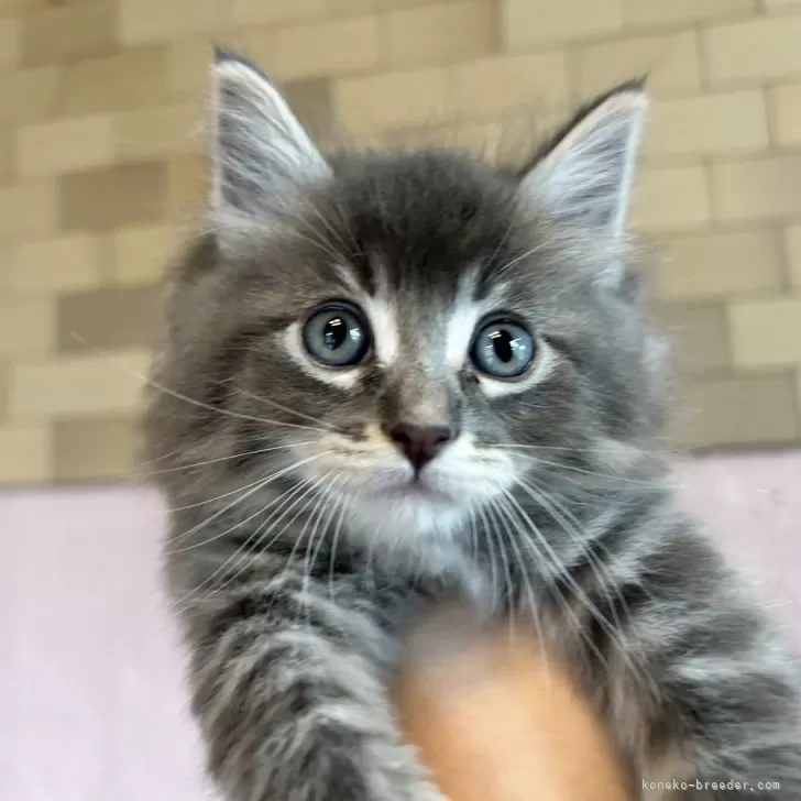 choco 様のお迎えした子猫