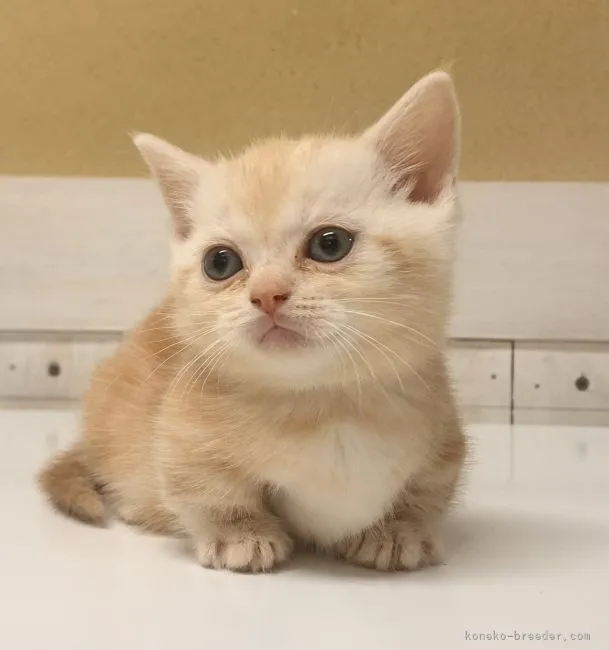 ID：2105-01965の子猫