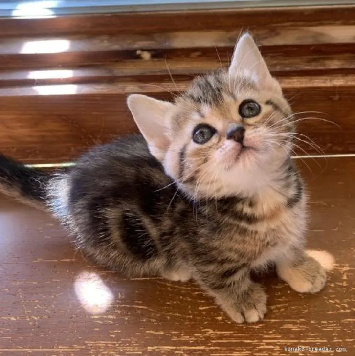 ID：2210-02749の子猫