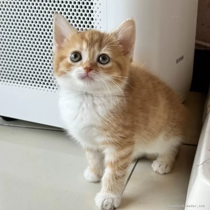 ID：2405-02750の子猫