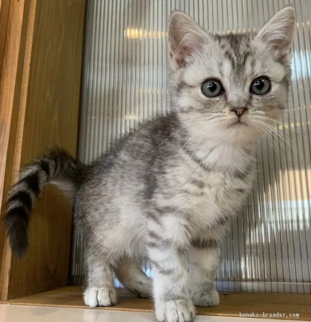 ID：2002-01466の子猫