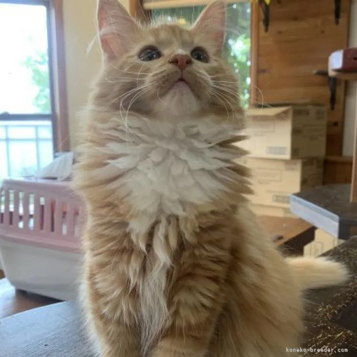 ID：2207-00047の子猫