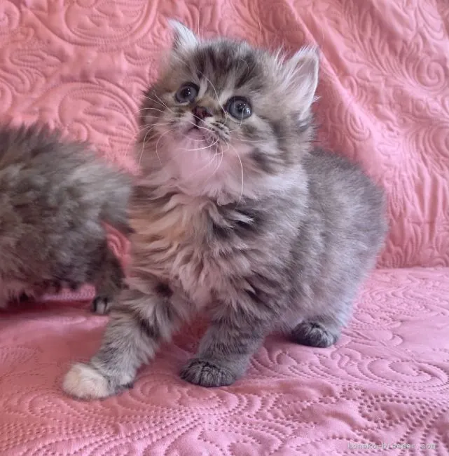 ID：2105-01669の子猫