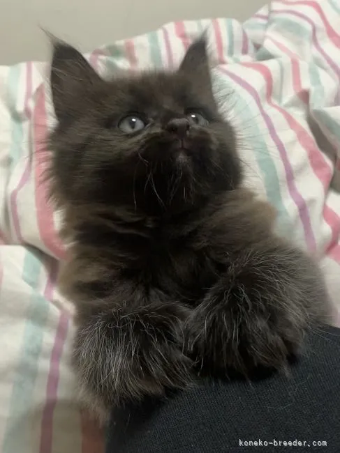 ID：2110-01774の子猫