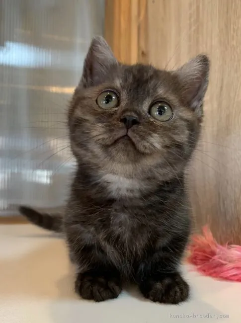 ID：2002-01467の子猫