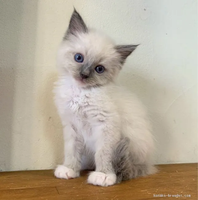 ID:2101-00613の子猫