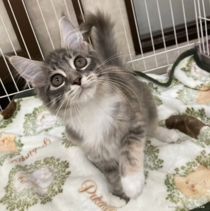 ID：2308-03035の子猫