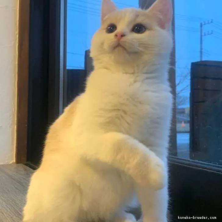 ID:2302-01137の子猫