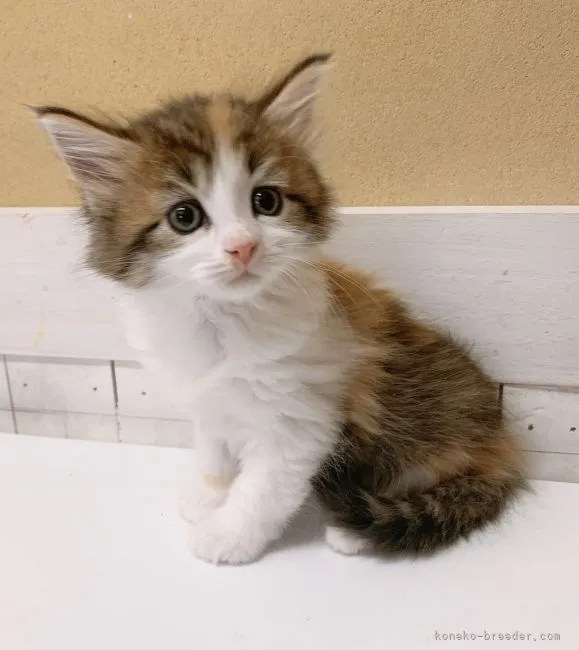 ID：2104-02055の子猫