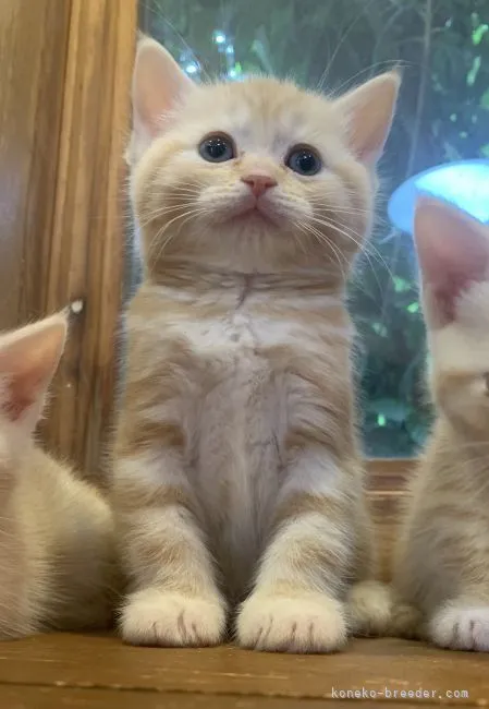 ID：2105-01992の子猫