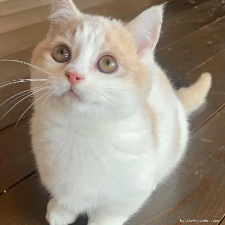 ID：2302-00852の子猫