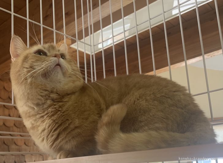 マンチカン【・男の子・2015年6月17日・レッドマッカレルタビー】