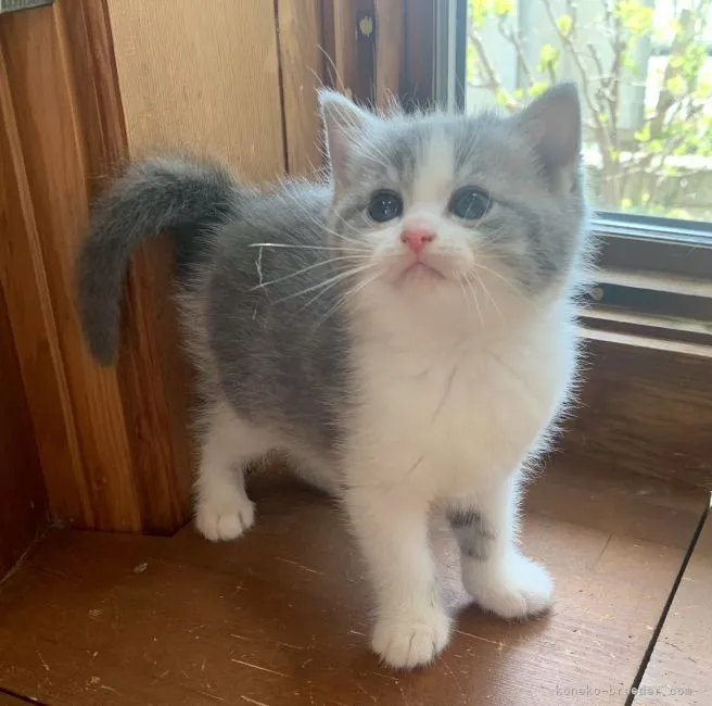 ID：2204-01867の子猫