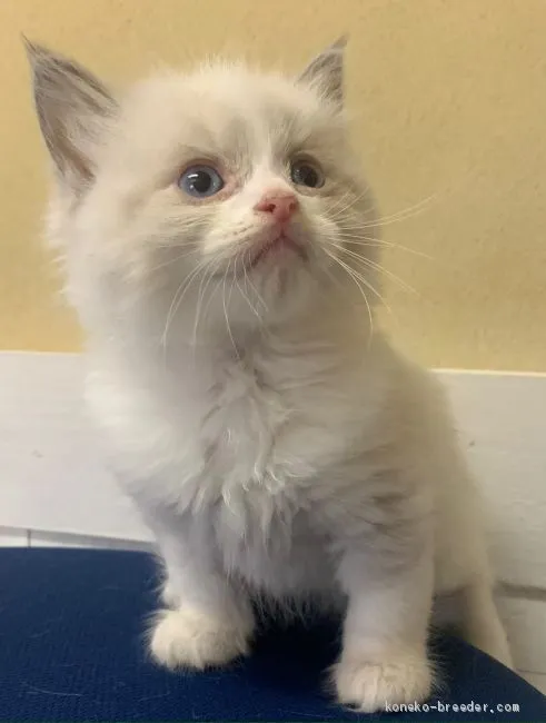 ID：2007-01233の子猫