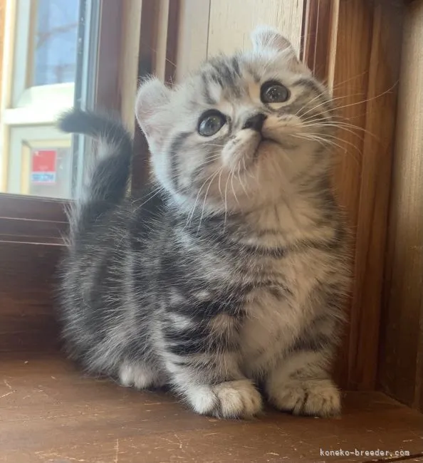 ID:2202-01152の子猫