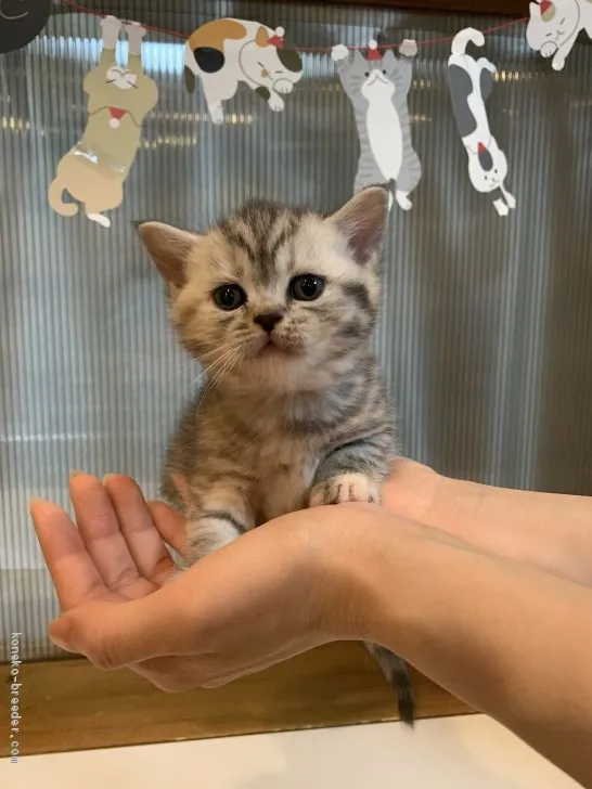 ID：2003-00851の子猫