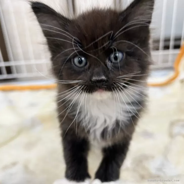 ID：2405-02093の子猫
