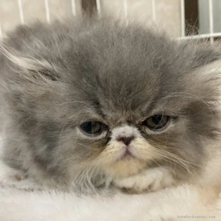 ID：2308-02375の子猫