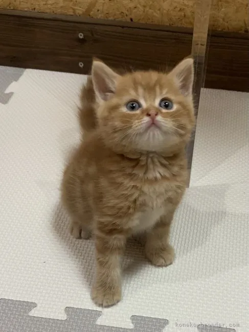ID：2109-00012の子猫