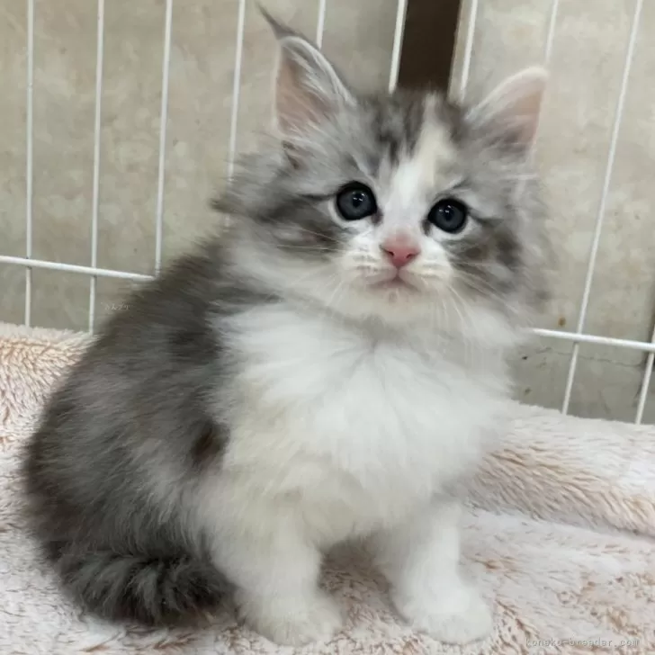 ID：2402-00115の子猫